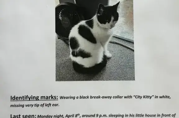 Lost Male Tuxedo Cat - Front St, Olmsted!