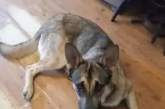 Lost Friendly German Shepherd Mix - Help!