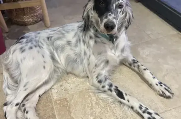 Animaux perdus Saint-Sylvestre-sur-Lot, photo: Chien Setter anglais perdu