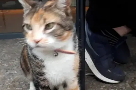 Chat perdu avec collier vu à Nègrepelisse - photo