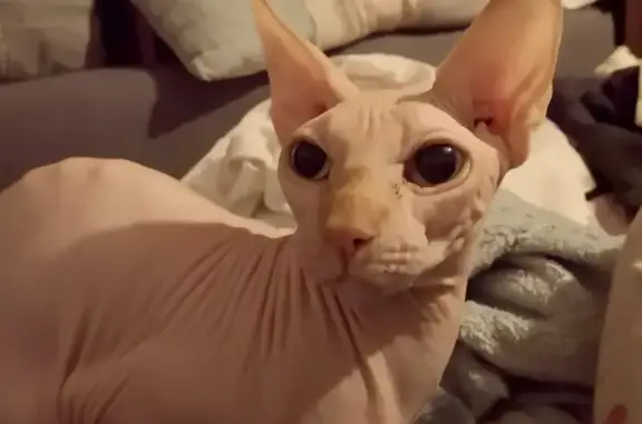 Animaux perdus Fleury-les-Aubrais, photo: Sphynx roux disparu à Fleury