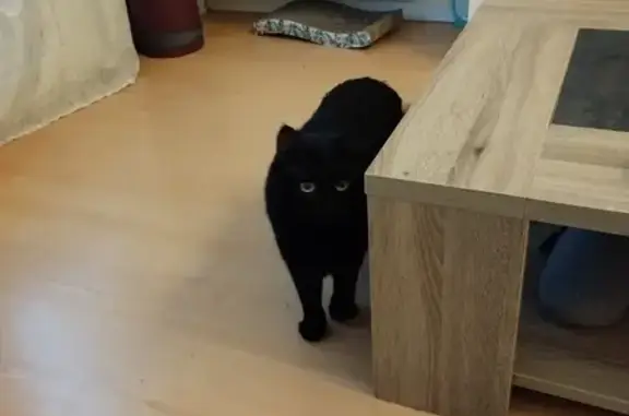 Chat perdu, Castelnau-le-Lez, photo: Chat Salem disparu près d'Aldi