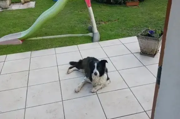 Chien perdu Chantepie, photo : Chien perdu à Chantepie 10 Allée