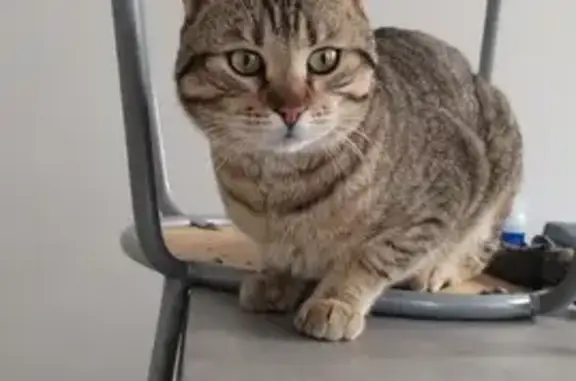 Chat doux trouvé à Saint-Egrève - photo