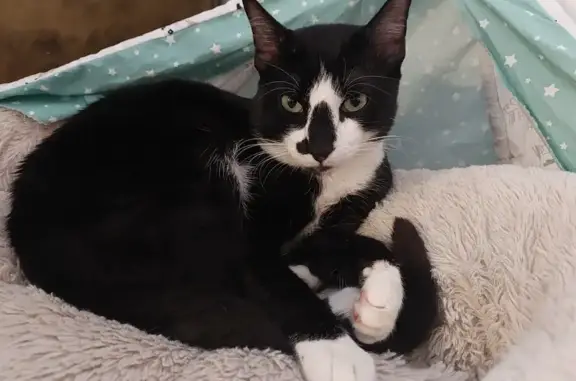 Chat perdu, Paris, photo: Chat disparu Garçon, Paris (fl502327)