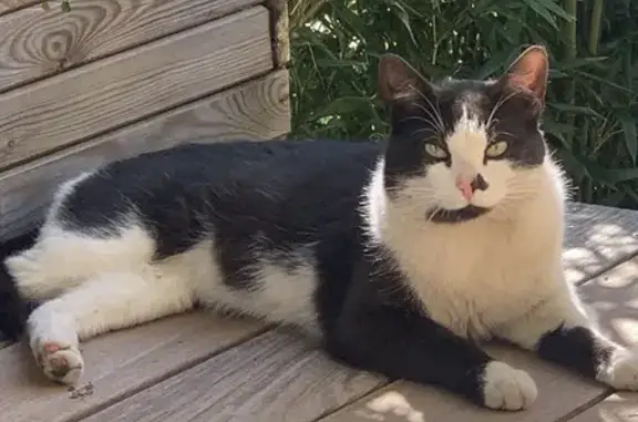 Chat noir et blanc perdu - photo