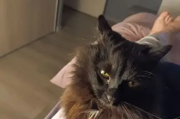 Chat angora noir trouvé à Clarensac - photo