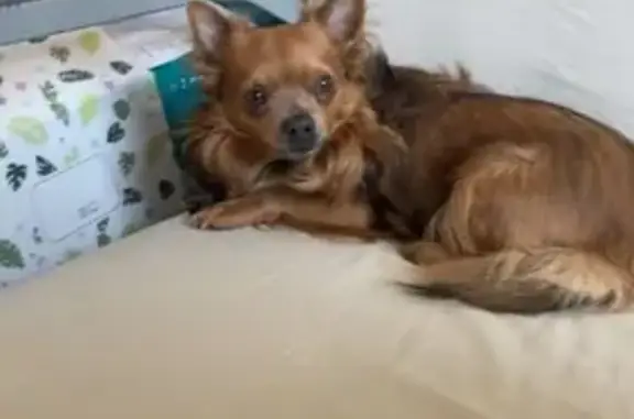 Chihuahua Bubulle perdu à Renazé - photo