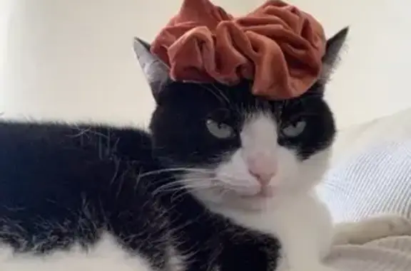 Animaux perdus Ferrière-la-Grande, photo: Oreo, chat bicolore perdu