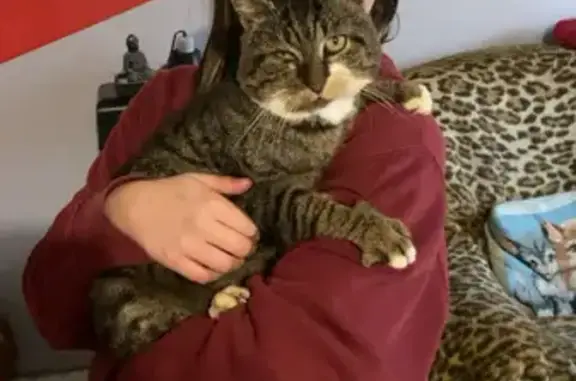 Animaux perdus Tergnier, photo: Chat Pistache perdu à Tergnier