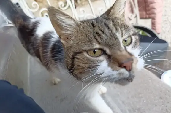 Chatte maigre trouvée à Bonneuil - photo
