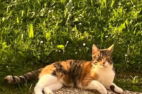Animaux perdus Biéville-Beuville, photo: Chatte Paillette perdue à Biéville