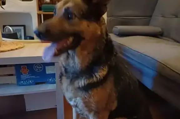 Chien trouvé Cahors, photo: Chien Berger Allemand Suivi