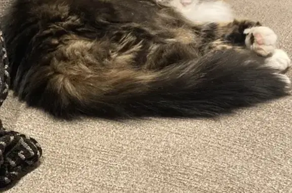 Lost Fluffy Multicolor Cat - Belle Arbor Dr.