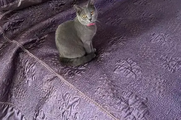 Animaux perdus Aubervilliers, photo: Chat Chartreux Perdu à Aubervilliers