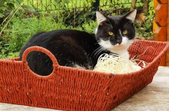 Animaux perdus Claix, photo: Chat boiteux Mickey disparu à Claix