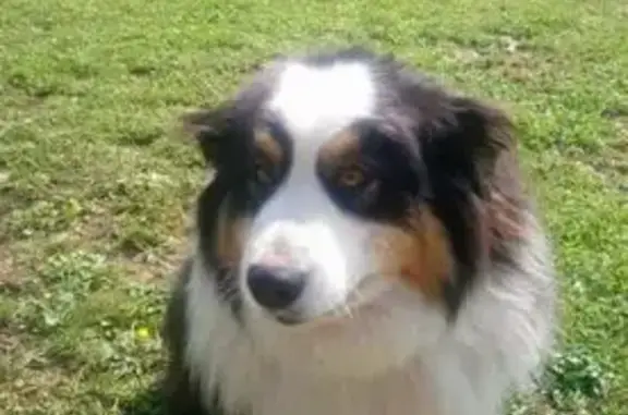 Chien perdu , photo : Chien Lilou dodu perdu à Saint-Martin