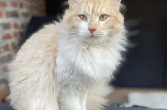 Chat blanc/roux perdu à Haussy - photo