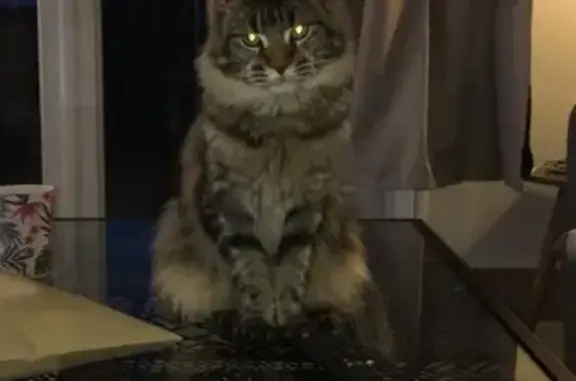 Animaux perdus Albi, photo: Chat Maine Coon Perdu à Albi
