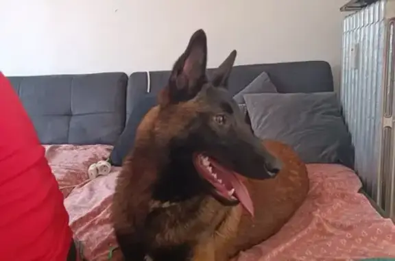 Malinois perdu à Mons-en-Barœul - photo