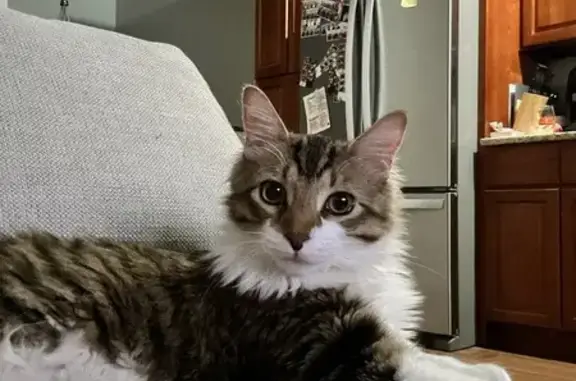 Lost Fluffy Tabby Ozzie - Big Paws & Soft Fur