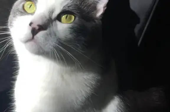 Lost Cat: Grey & White, Green Eyes - Summit Park