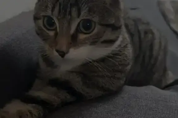 Chat perdu, Hazebrouck, photo: Chat Kiki perdu à Hazebrouck