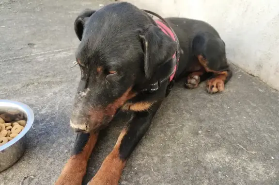 Trouvée: Beauceronne blessée - photo
