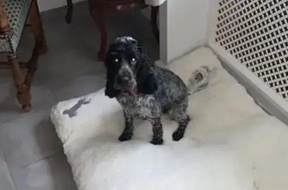 Animaux perdus , photo: Chien Blue Roan perdu à Soucé