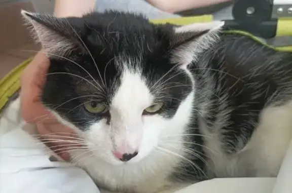 Chat non identifié trouvé à Rouen - photo