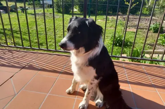 Animaux perdus Neydens, photo: Chien Border Collie perdu près Vitam