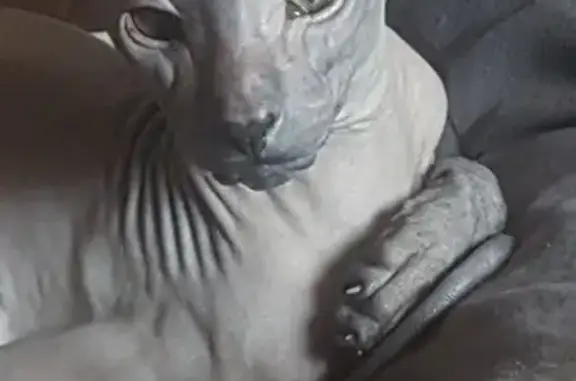 Chat perdu, Malzéville, photo: Chat Peterbald gris perdu à Malzéville