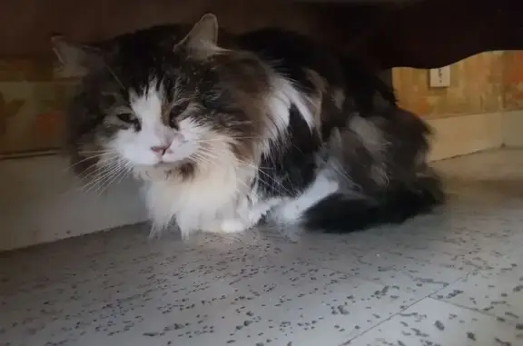 Animaux perdus Valognes, photo: Chat perdu à Valognes - Aidez-nous!