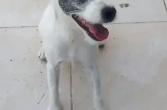 Chien noir et blanc trouvé - photo