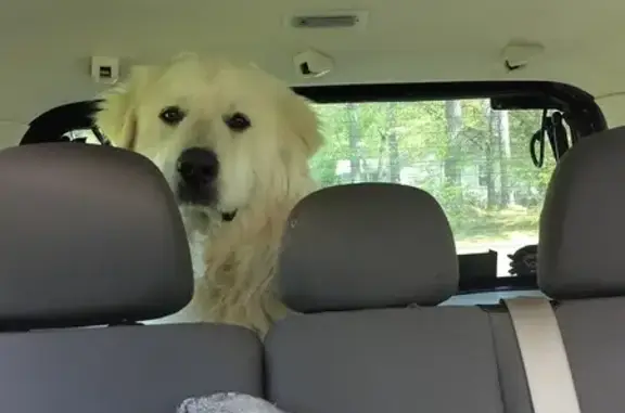 Found! Friendly Male Great Pyrenees - LaFayette