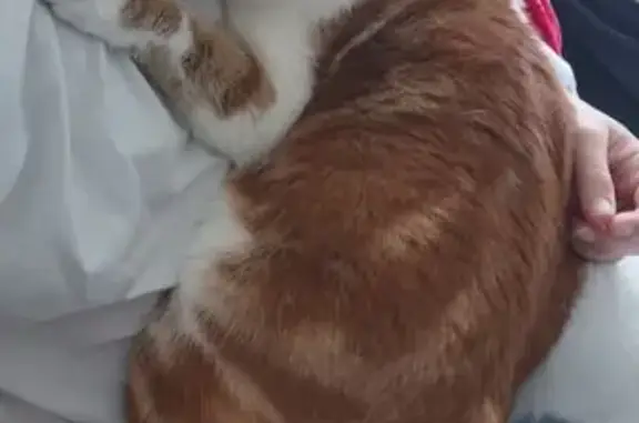 Chat roux et blanc perdu à Irodouër - photo