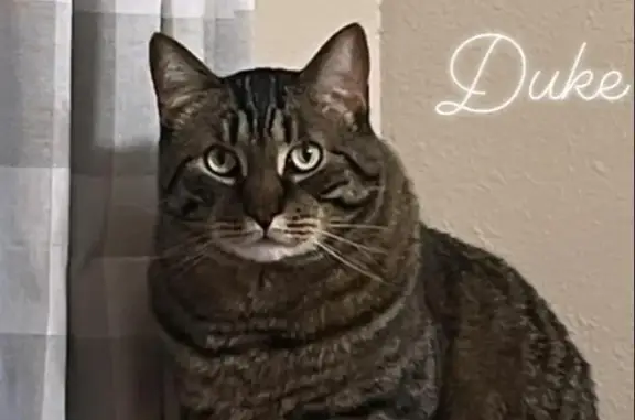 Lost Brown Tabby in Puyallup - Help Find Him!