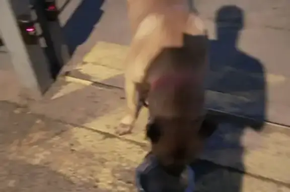 Chien croisé pitbull trouvé à Grasse - photo