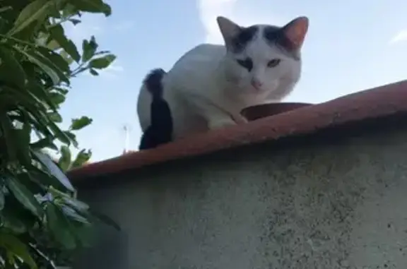 Chat perdu ou abandonné à Salsigne - photo