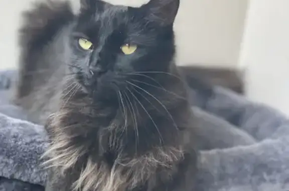 Help Find Eloise: Fluffy Black Forest Cat!