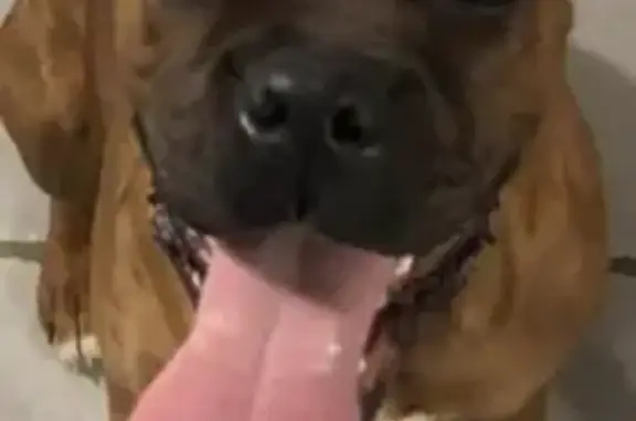 Chien perdu , photo : Avis de recherche: TAZ, boxer fauve