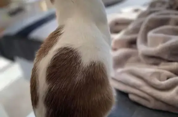 Chat perdu, Le Plessis-Robinson, photo: Chat blanc tacheté perdu au Plessis