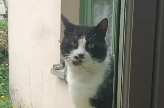 Chat noir/blanc perdu - Gennes - photo