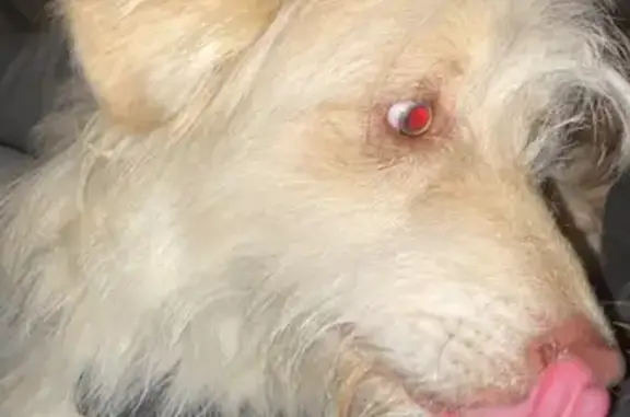 Chien perdu retrouvé à Lyon - photo