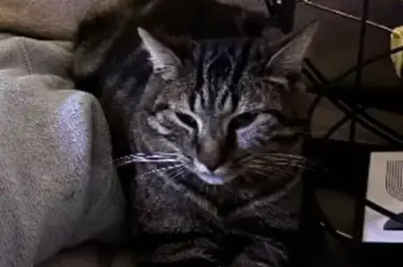 Animaux perdus Bort-les-Orgues, photo: Chat Stitch perdu à Bort-les-Orgues