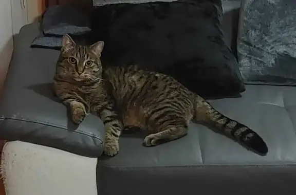 Animaux perdus Gaillard, photo: Chat gris tigré perdu à Gaillard