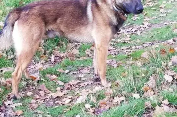 Chien perdu , photo : Chien Malinois Onyx Perdu à Romorantin