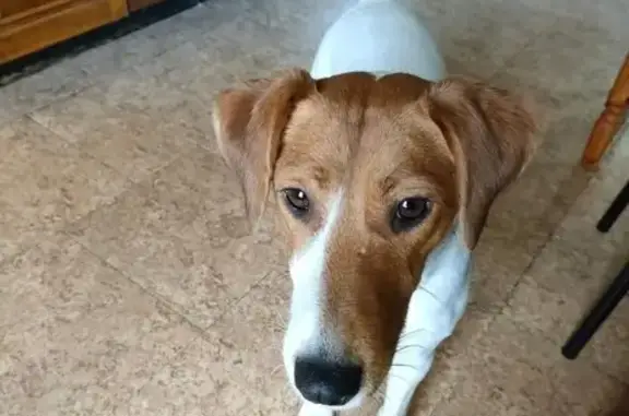 Chien perdu , photo : Selfie, croisée fox-beagle perdue