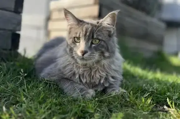 Chat perdu, , photo: Chat gris type Maine Coon perdu