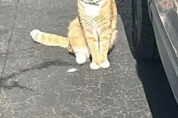 Lost Orange Tabby Cat in Islip - Help!